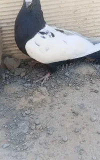کفتر سینه سیاه