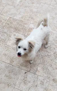 پاکوتاه ماده