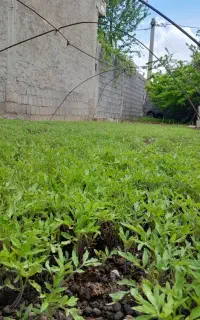 رخمه گوجه محلی پراشکفت
