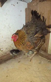 مرغ کرچ وجوجه