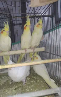 عروس هلندی