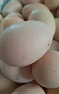 تخم مرغ محلی