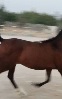 مادیون شکم طلا  با کره نریون ۳ ماهه
