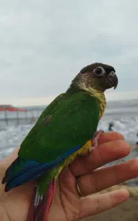 جوجه گرینچیک