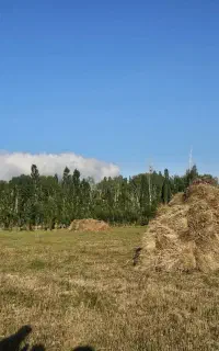 علوفه ارگانیک خلخال