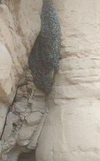 عسل کوهی