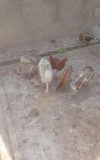 بوقلمون