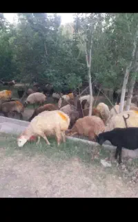 گوسفند زنده باچک صیادی