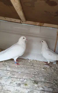 کبوتر