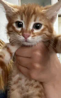 بچه گربه