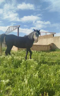 اسب