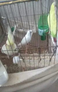 عروس هلندی ماده و جفتی مرغ عشق