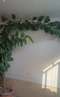 گل فیکوس  و سانسوریا  و پاندانوس