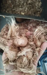 پیاز زعفران گلخانه ای  از 8گرم به بالا