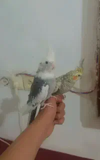 عروس هلندی سخنگو