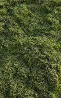 یونجه خورد شده (خرمن)
