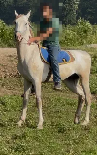 اسب نریان ترکمن