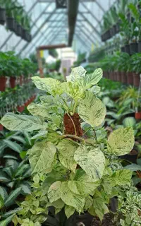طراحی فضای سبز