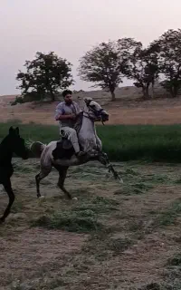 اسب مادیان‌فاخر و کوره