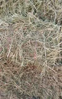 یونچه پرس پشدورا (چین دوم)