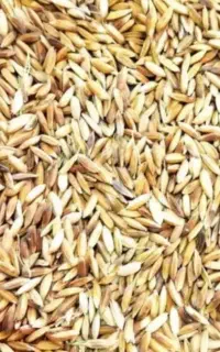 شلتوک تیلکی عنبر ۵تن