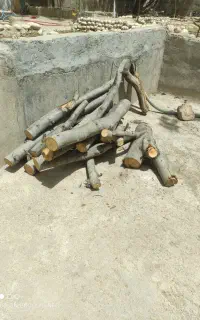 چوب درخت گردو