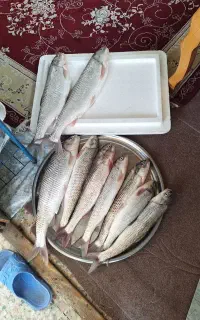 استخدام کارگر ساده