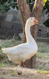 مرغ و خوروس