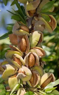 فروش بادام درختی پوست کاغذی