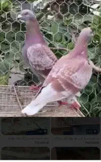 پلاکی نر