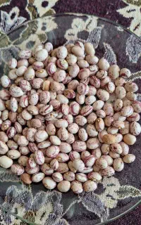 لوبیا چیتی