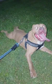 امریکن پیتبول سایز xl قیمت ۲۵ تومن