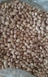 لوبیا چیتی درجه ۱ اقلید فارس