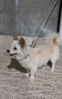 سگ پامر پا کوتا
