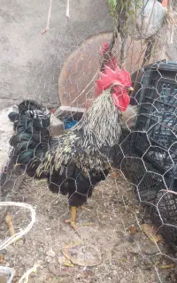خروس