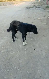 نر ولاس