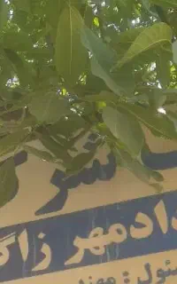ثبت ترنم دادمهر زاگرس