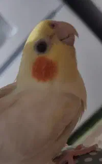 پرنده گمشده