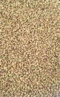 بذر یونجه وکاهو