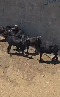 بز مورسیا