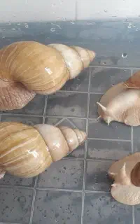 حلزون مولد ونوزاد