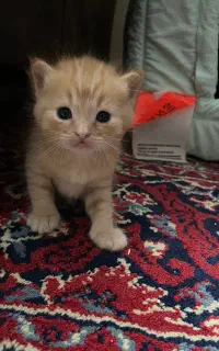 واگذاری رایگان بچه گربه