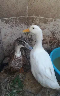 مرغ و اردک