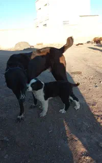 سگ گلگی