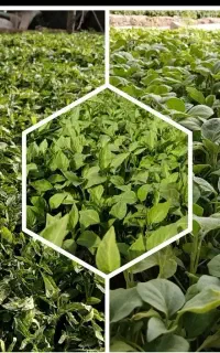 فروش نشا گوجه بادمجان فلفل بامیه