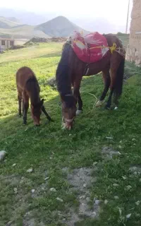 فروش اسب