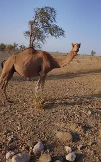 شترفروشی