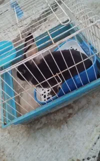خرگوش اروم و بازیگوش