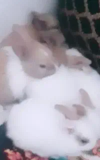 خرگوش بانمک