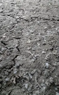 کودخشک‌مرغ‌گوشتی